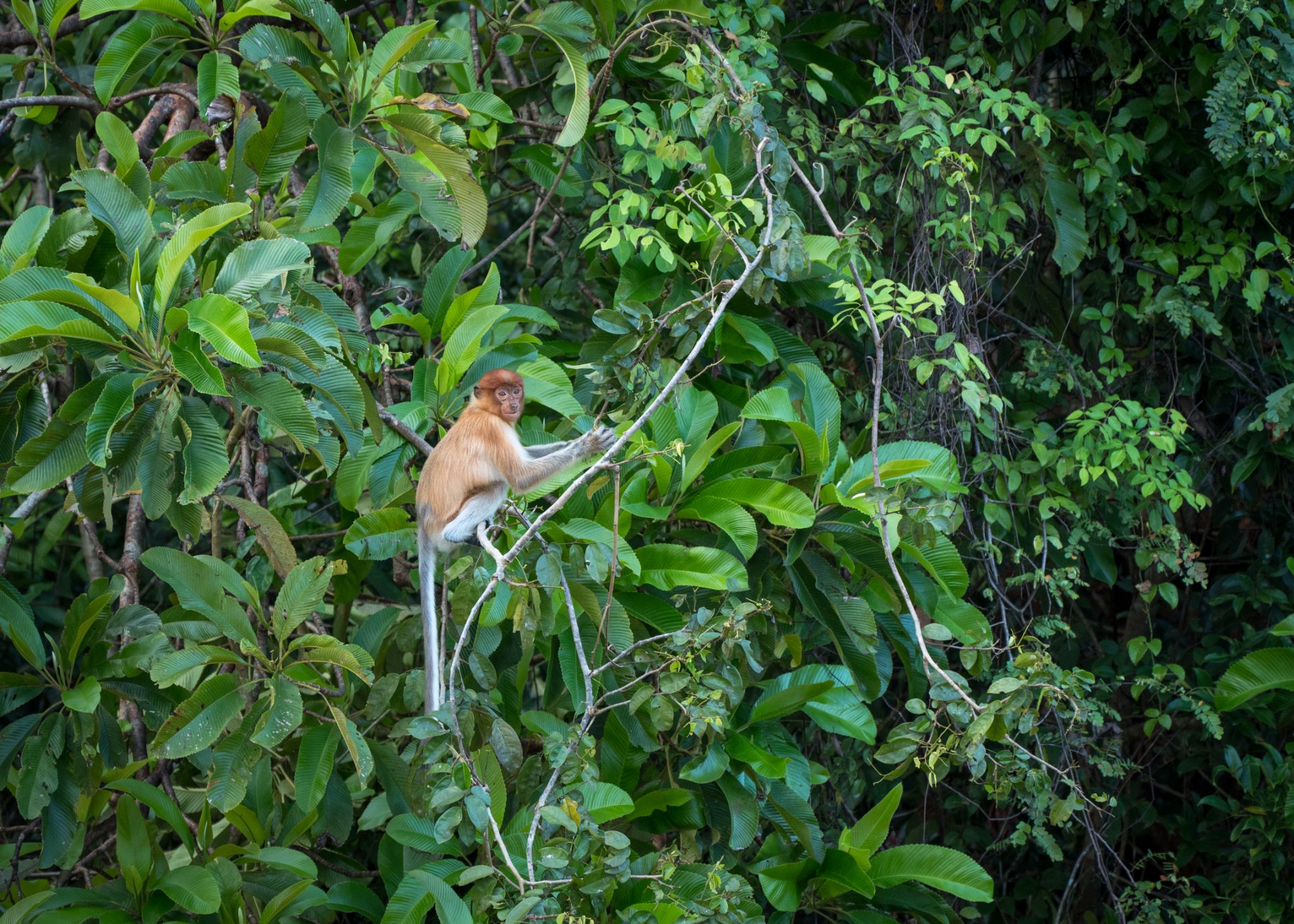 Nasenaffe Junges Nasalis larvatus